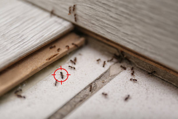 Best Flea Control Services  in Oakmont, PA